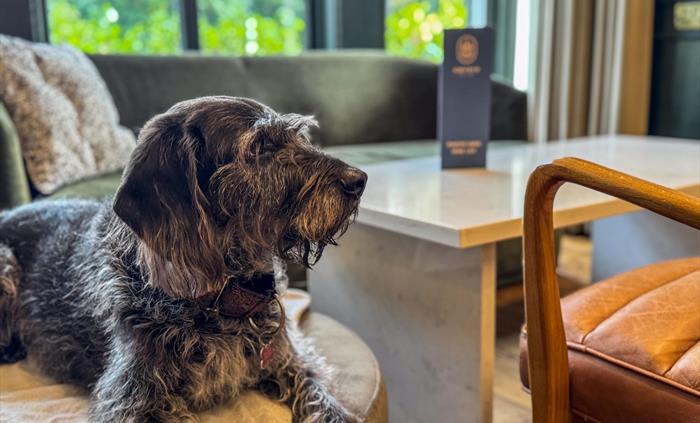 Dog Friendly